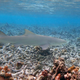 A blacktip reef shark swims over dead coral off the island of Huraa on December 12, 2019 near Male, Maldives. Some parts of the Maldives are believed to have lost up to ninety per cent of corals because of changing conditions such as rising sea water temperature.